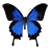 ButterflyBeauty13's avatar