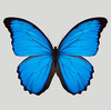 ButterflyJuice5's avatar