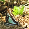 ButterflyPresence's avatar
