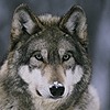 calico-wolf407's avatar