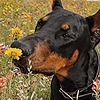 caphound's avatar