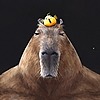 capybara690's avatar