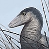 Carcascan's avatar