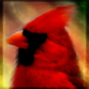 cardinaldreams's avatar