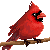cardinalplz's avatar