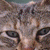 Cat-Art-Nerds's avatar