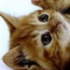 cat-dog16's avatar