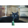 Cat-Importer2016's avatar