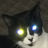 cat-pouts's avatar