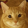 CatellaArs's avatar