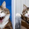 CatEnglishPeoples's avatar