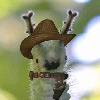 CaterpillarCowboy's avatar