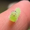 caterpillarzzz's avatar