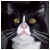 CatFancier's avatar