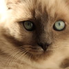 CatlinePhotography's avatar