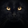 Catman0226's avatar