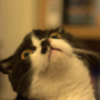 catreactionplz's avatar