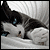 cats-addicted's avatar