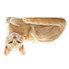 catscatscatsatsc's avatar