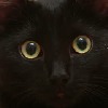 CatsSecretShadow's avatar