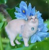 CatsTailAdventures's avatar