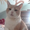 CatstielofRiverClan's avatar