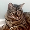 CattysCats1's avatar