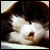 CatWhisperer02's avatar