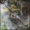 Chaos-Jaguar's avatar