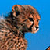 cheetah-smith's avatar