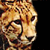 CheetahMax's avatar