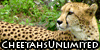 CheetahsUnlimited's avatar