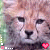 cheetalover30's avatar