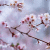 CherryBlossomStudios's avatar