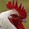 chickenmman's avatar