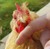 ChickenOfAwesum's avatar