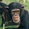 chimp01's avatar