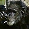 Chimpalicious's avatar