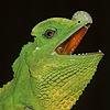 ChioOoSaurus's avatar