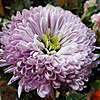 Chrysanthe-mums's avatar
