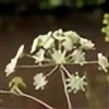 Cicuta-maculata's avatar