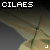 cilaes's avatar