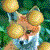 CircaFox's avatar