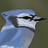 ClearlyNotForTheCash's avatar