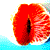 clementine's avatar
