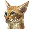 CMorzy's avatar