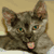 CoCo-Kitty's avatar