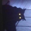 Cocoa-Frappe's avatar