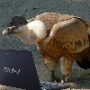 CodeCrackinVulture's avatar
