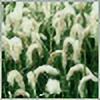 cogongrass's avatar